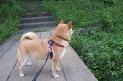 开云体育直播-沙漠雄狮的怒吼，沙特联队如何以铁血防守粉碎马德里竞技，库尔图瓦神级扑救难挽败局